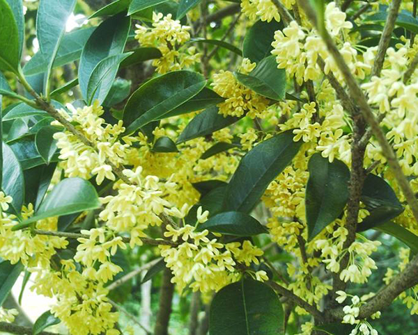 桂花樹11